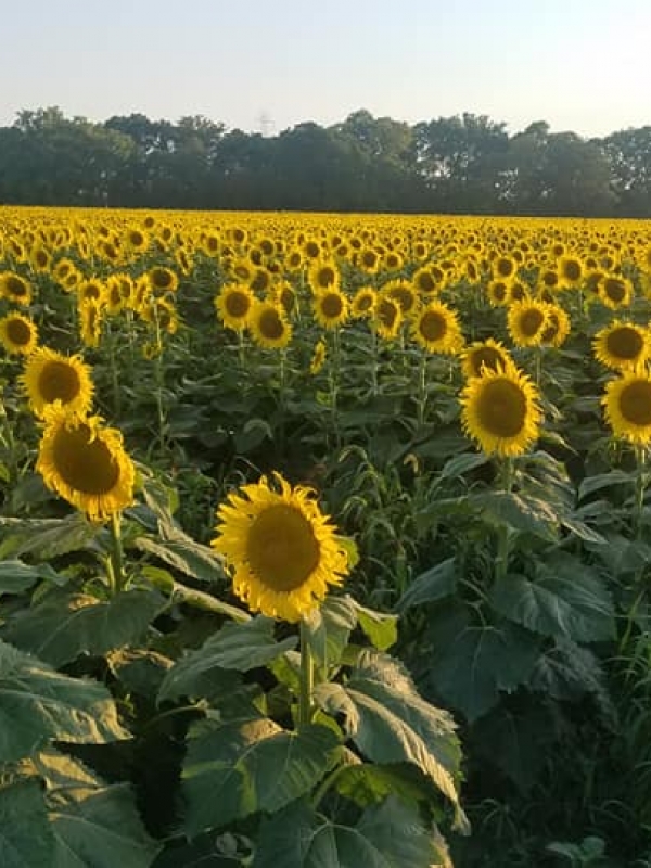 Sunflower Fields Forever – Hirzel Farms, NW Ohio